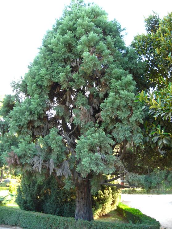 Descripción: D:\chlo-web\enciclopedia macaya\enciclo-gimno\enciclo-taxod\Sequoiadendron giganteum web_archivos\image001.jpg