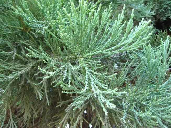 Descripción: D:\chlo-web\enciclopedia macaya\enciclo-gimno\enciclo-taxod\Sequoiadendron giganteum web_archivos\image002.jpg