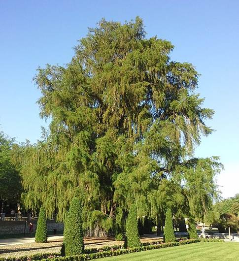Descripci�n: Descripci�n: D:\chlo-web\enciclopedia macaya\enciclo-gimno\enciclo-taxod\Taxodium mucronatum web_archivos\image001.jpg