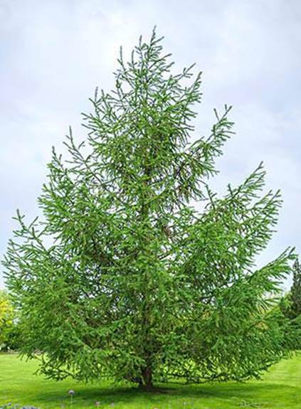 Descripci�n: Descripci�n: Larix Kaempferi Japanese Larch Tree, a deciduous conifer producing whirls of attractive bluish-gray needles in spring turning yellowish-orange in autumn