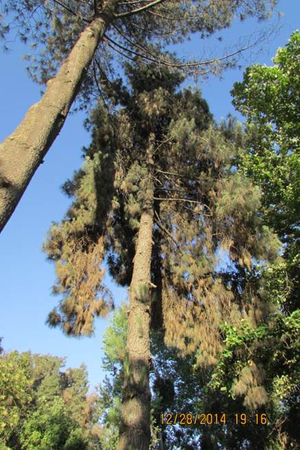 Descripci�n: Descripci�n: Descripci�n: F:\GYMNOSPERMA\Pinus canariensis C.Sm.  San Cristobal por Pedro de Valdivia 27Dic. 2014.JPG