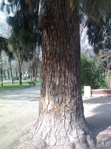 Descripci�n: Descripci�n: Descripci�n: D:\flores x genero\flora generos por alfabeto\Flora vascular x genero\fotos n-r\Pinus\Pinus canariensis\Foto0051 Pinus canariensis.jpg