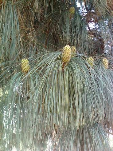 Descripci�n: Descripci�n: Descripci�n: D:\flores x genero\flora generos por alfabeto\Flora vascular x genero\fotos n-r\Pinus\Pinus canariensis\Foto0050 Pinus canariensis.jpg