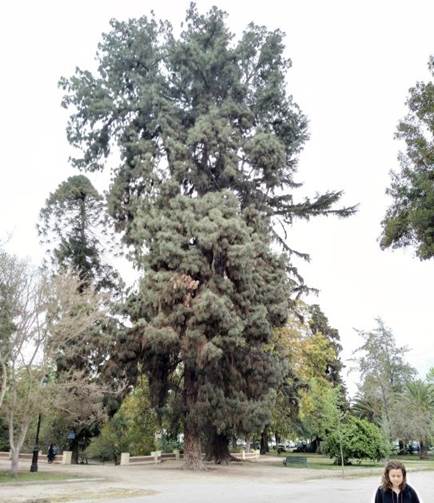 Descripci�n: Descripci�n: Descripci�n: D:\flores x genero\Ornamentales varias\Ornamentales\Jardines y parques\parques, calles y jardines santiago\Quinta Normal-10-2018 y 2019\quinta normal 10-2019\IMG_20191011_165055207.jpg