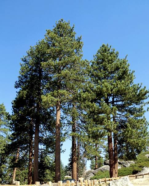 Descripci�n: Pinus jeffreyi - 