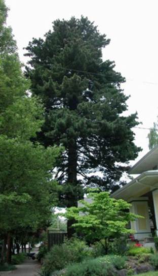 Descripci�n: Pinus monticola | Heritage Trees by Species | The City of Portland ...