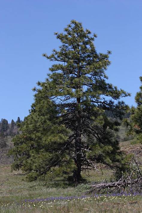 Descripci�n: Pinus ponderosa.JPG