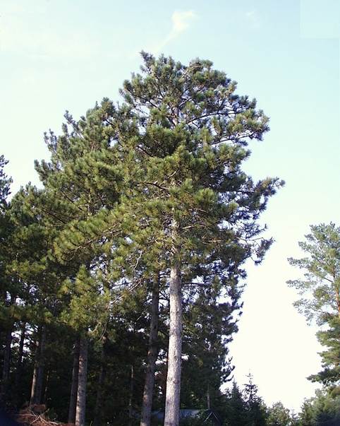 Descripci�n: Descripci�n: Pinus resinosa.jpg