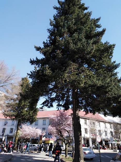 Descripci�n: D:\flores x genero\Ornamentales varias\Ornamentales\Jardines y parques\campus UDEC-conc-ornamentales-08-2019\Pseudotsuga menziesii (2).jpg