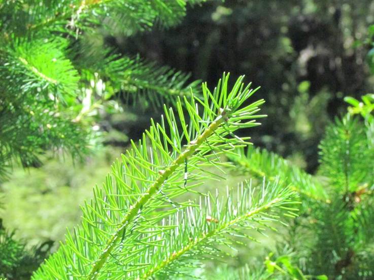 Descripci�n: F:\GYMNOSPERMA\Pseudopsuga menziesii   Huilo-Huilo    FJMB Huilo-Huilo .JPG