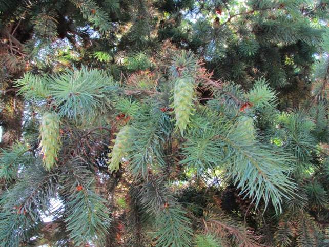 Descripci�n: F:\GYMNOSPERMA\Pseudotsuga menziesii (Mirb.) Franco  San Cristobal por Pedro de Valdivia 27 de Diciembre 2014  (4).JPG