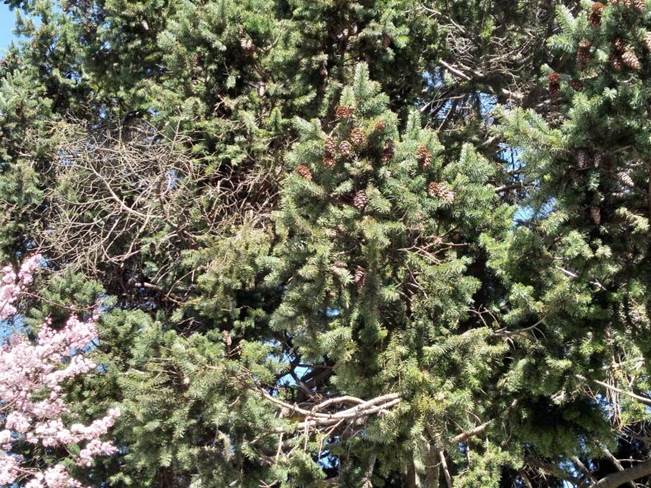 Descripci�n: D:\flores x genero\Ornamentales varias\Ornamentales\Jardines y parques\campus UDEC-conc-ornamentales-08-2019\Pseudotsuga menziesii (5).jpg