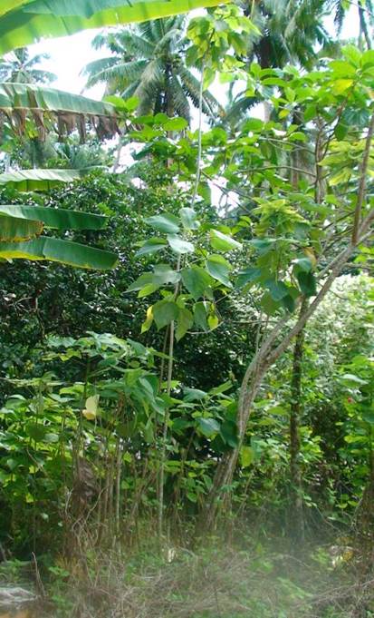 Descripción: Descripción: D:\JM-disco duro\Vasculares x familia-todas\FOTOS\FOTOS CARPETAS DISCO ORIGINAL (SIN ORDEN)\MORACEAE DCJMB543\Broussonetia papyrifera Isla de Pascua Foto Andrea Seel.jpg