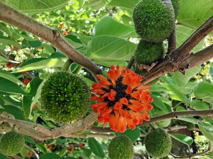 Descripción: Descripción: https://upload.wikimedia.org/wikipedia/commons/thumb/0/01/Broussonetia_papyrifera_fruits.jpg/1024px-Broussonetia_papyrifera_fruits.jpg