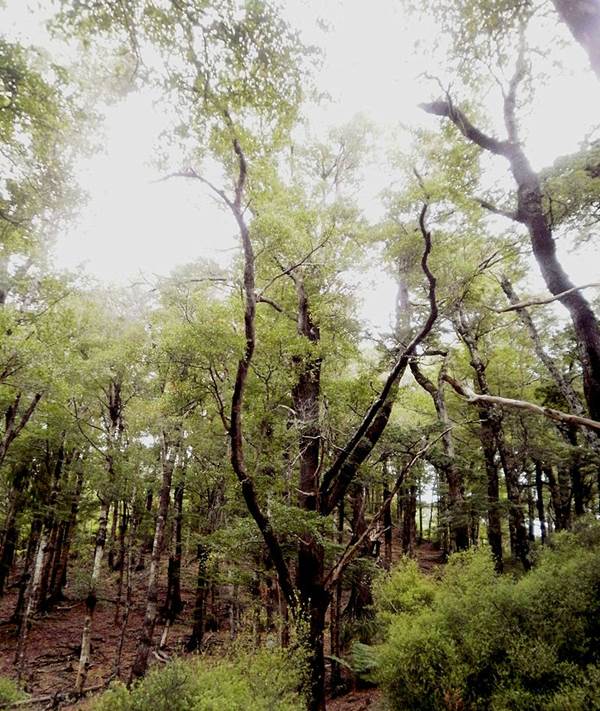 Descripción: https://upload.wikimedia.org/wikipedia/commons/thumb/3/35/Hard_beech_forest.jpg/800px-Hard_beech_forest.jpg