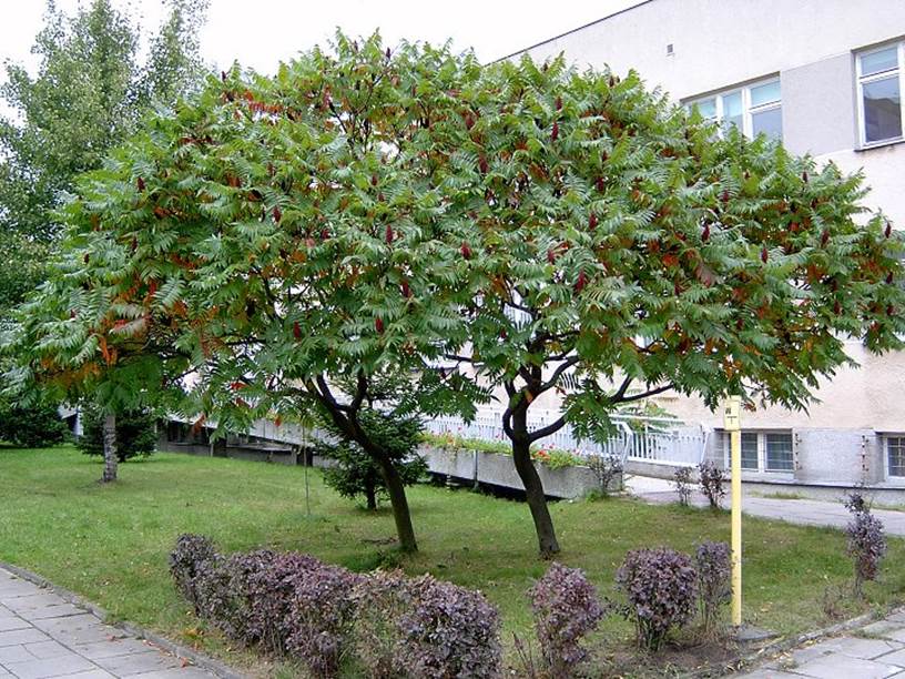 Descripción: https://upload.wikimedia.org/wikipedia/commons/2/2a/Brosen_rhus_typhina3.jpg