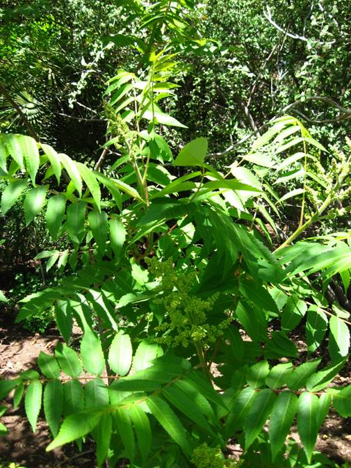 Descripción: F:\ANACARDIACEA NATIVAS Y EXOTICAS\Rhus tiphyna Vivero Pullally FJA (2).jpg