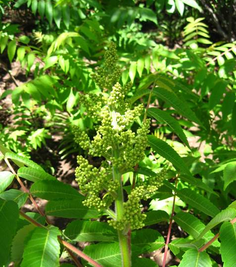 Descripción: F:\ANACARDIACEA NATIVAS Y EXOTICAS\Rhus tiphyna Vivero Pullally FJA (1).jpg