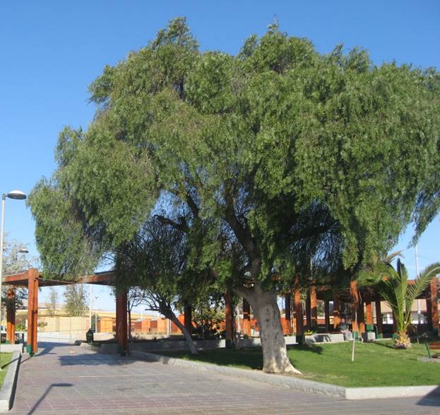 Descripción: F:\ANACARDIACEA NATIVAS Y EXOTICAS\Schinus areira Plaza Caldera JMB.JPG