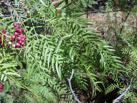 Descripción: F:\ANACARDIACEA NATIVAS Y EXOTICAS\Schinus areira Foto Katherine Alarcón Cedrem.JPG