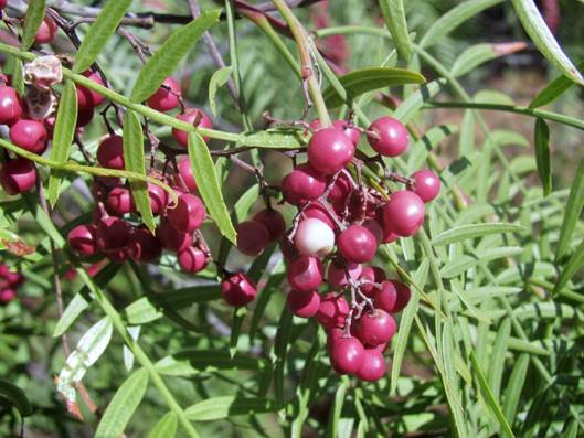 Descripción: F:\ANACARDIACEA NATIVAS Y EXOTICAS\Schinus areira Foto Katherine Alarcón Cedrem (1).JPG