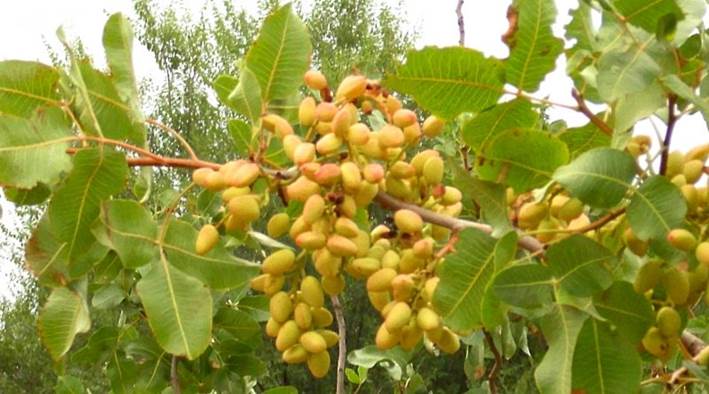 Descripci�n: Descripci�n: Pistacia vera