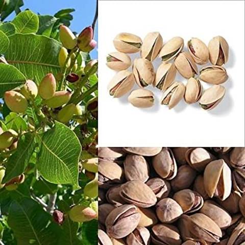 Descripci�n: Descripci�n: Amazon.com: 5 pistaches �rbol Pistacia Vera frutas rojo flores semillas  ping : Patio, C�sped y Jard�n