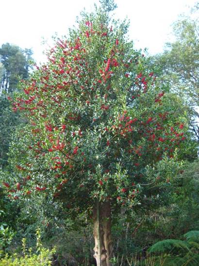 Descripción: F:\JM-disco duro\Vasculares x familia-todas\angiospermas-fotos-icon-textos\AQUIFOLIACEAE\Ilex aquifolium FJA.jpg